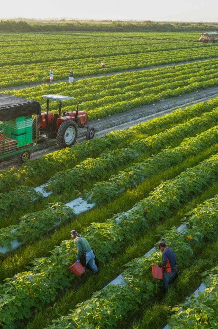 Agriculture and sustainable farming